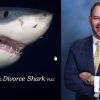 divorce shark