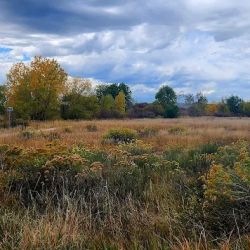 Landing At Cherry Creek ico