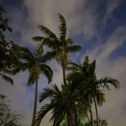 Sandra Bonfiglio, P.A. - Fort Lauderdale Divorce Attorney ico