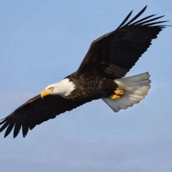 Front Range Legal Services ico