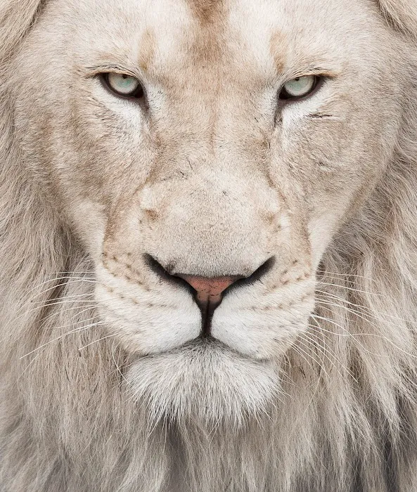 The Lion's Law Office 2