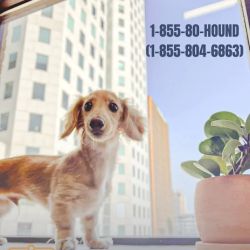 Counsel Hound ico