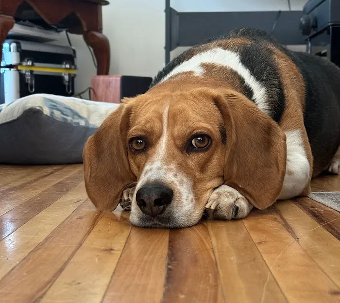 The Legal Beagle 1