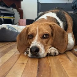 The Legal Beagle ico