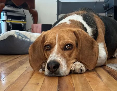 The Legal Beagle