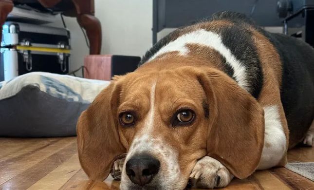 The Legal Beagle
