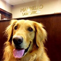 Mauriello Law Offices, P.C. ico