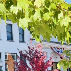 Philip Hersh Law Offices: Hersh Philip ico
