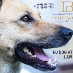 Personal Injury Lawyer Peter Briskin ico