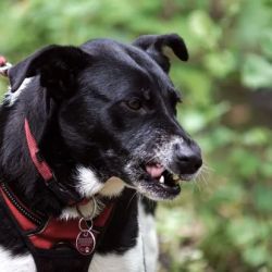 The PA Dog Bite Lawyer Jeffrey H. Penneys, P.C. ico