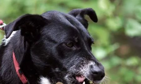 The PA Dog Bite Lawyer Jeffrey H. Penneys, P.C.