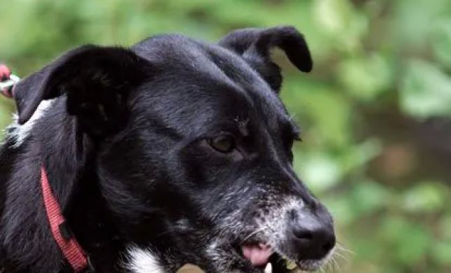 The PA Dog Bite Lawyer Jeffrey H. Penneys, P.C.