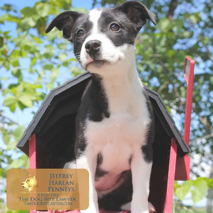 The PA Dog Bite Lawyer Jeffrey H. Penneys, P.C. 8