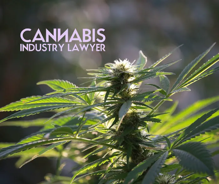 Cannabis Industry Lawyer | Howard Law Group 10
