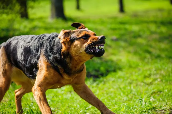Groth Law Accident Injury Attorneys 1