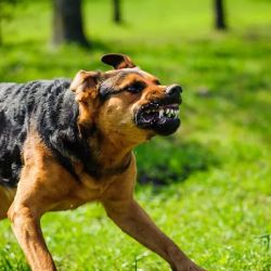Groth Law Accident Injury Attorneys ico