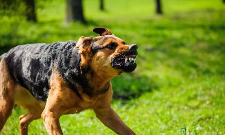 Groth Law Accident Injury Attorneys