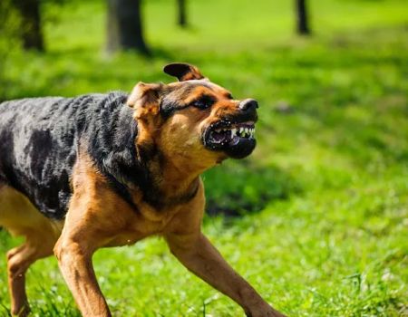Groth Law Accident Injury Attorneys