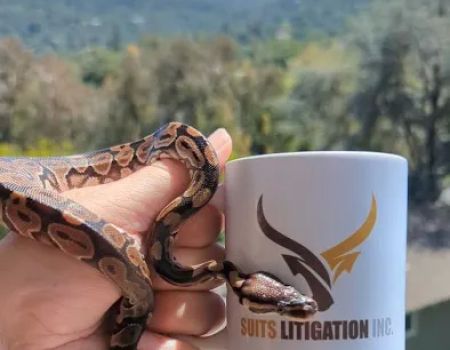 Suits Litigation, Inc