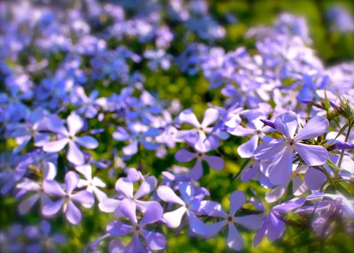 Bryant Estate Planning & Elder Law 1