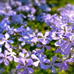 Bryant Estate Planning & Elder Law ico