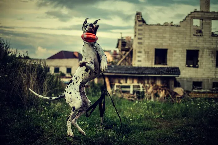 Dog Bite King Law Group 1