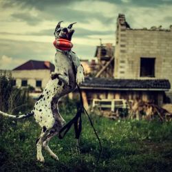 Dog Bite King Law Group ico