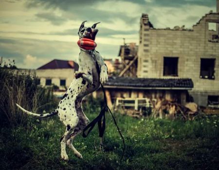 Dog Bite King Law Group
