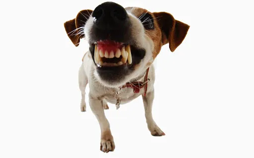 Dog Bite King Law Group 3