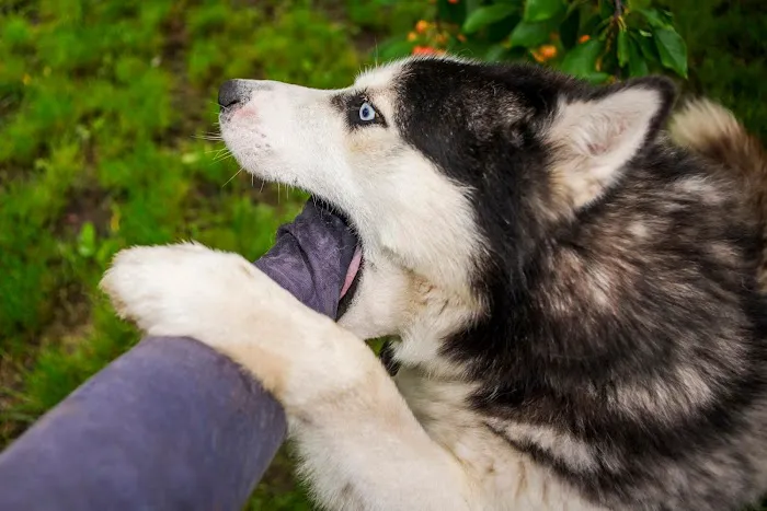 Dog Bite King Law Group 4
