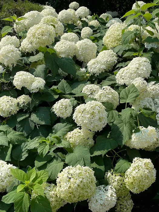 Hortensia PLLC 1