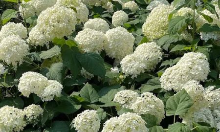 Hortensia PLLC