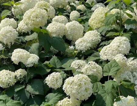 Hortensia PLLC