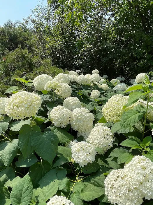 Hortensia PLLC 2