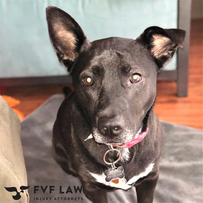 FVF Law 5