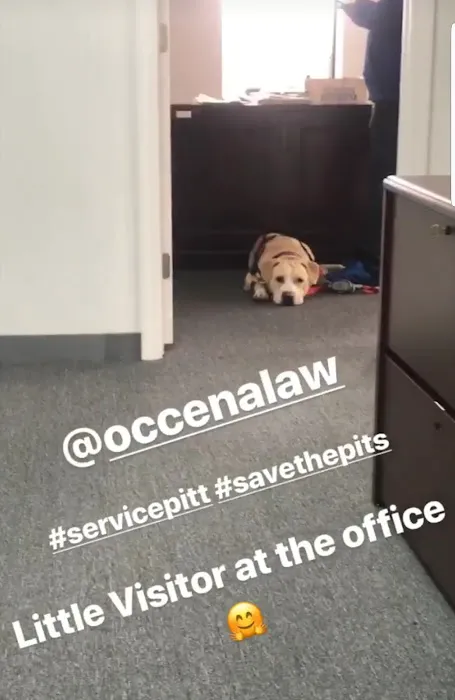 Occena Law, P.C. 6