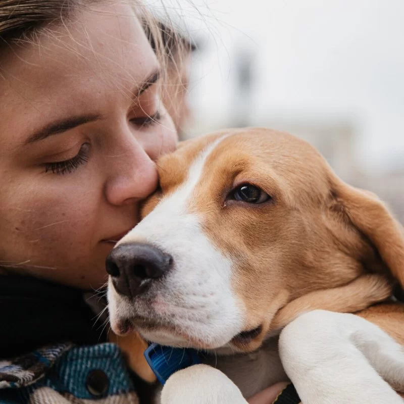 What Happens to Pets in Divorce Cases? Legal Considerations and Custody